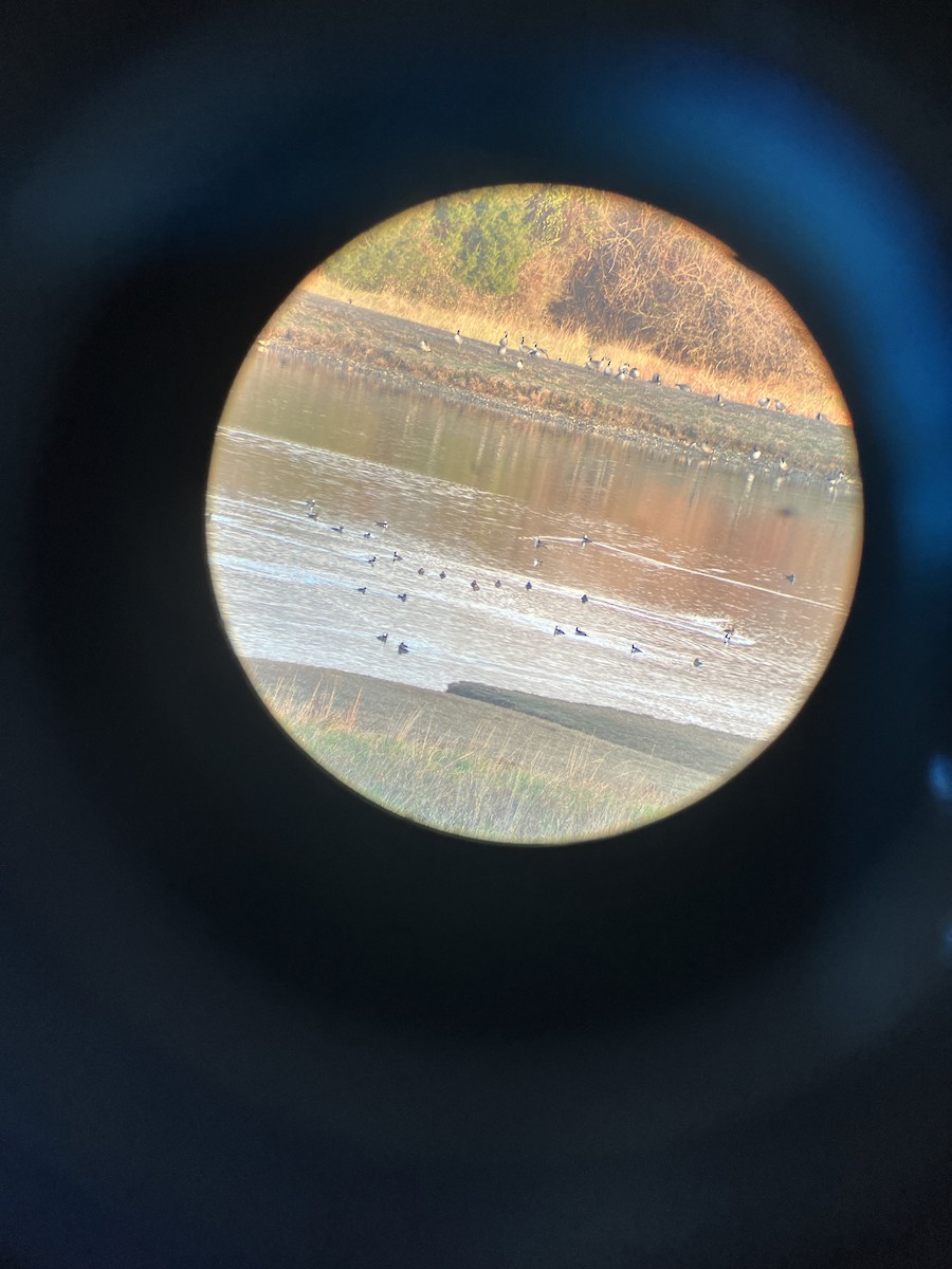 Redhead - ML645842578