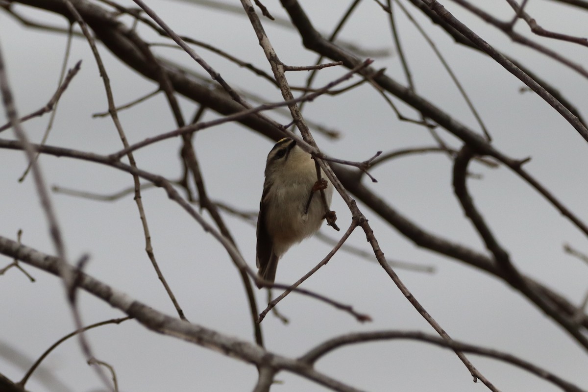 Golden-crowned Kinglet - ML645842580