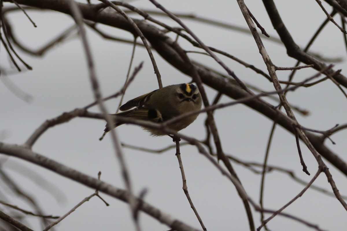Golden-crowned Kinglet - ML645842582