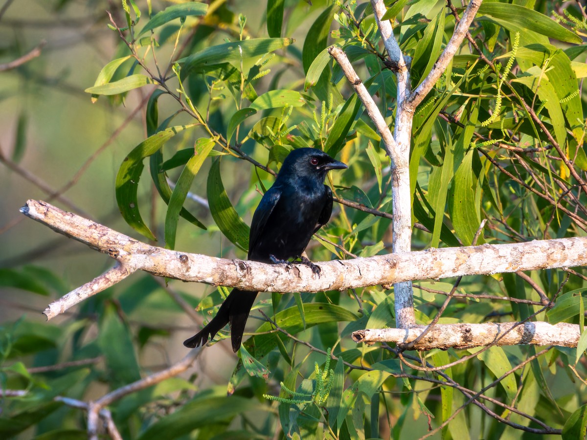 Black Drongo - ML645842585