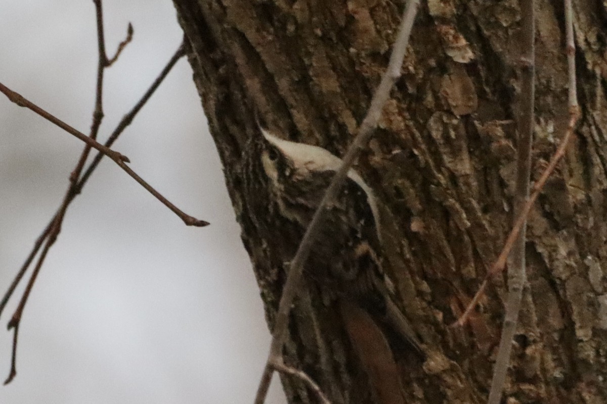 Brown Creeper - ML645842586