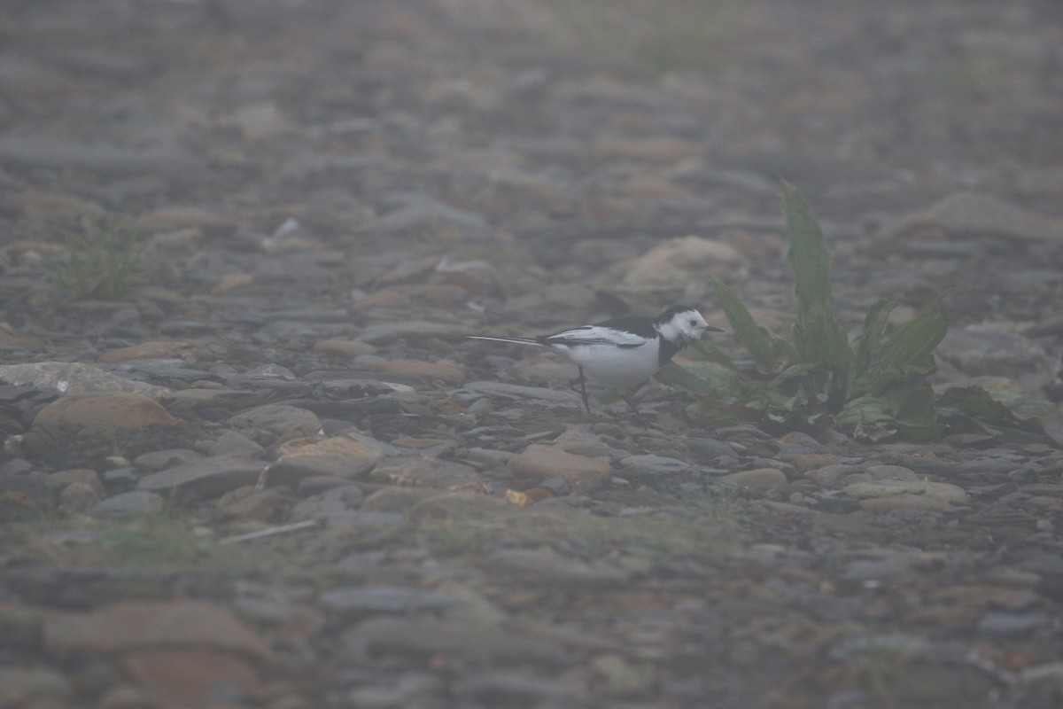 Bergeronnette grise (leucopsis) - ML645842597