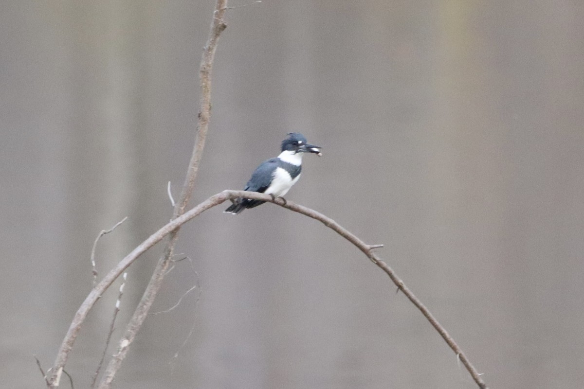 Belted Kingfisher - ML645842599