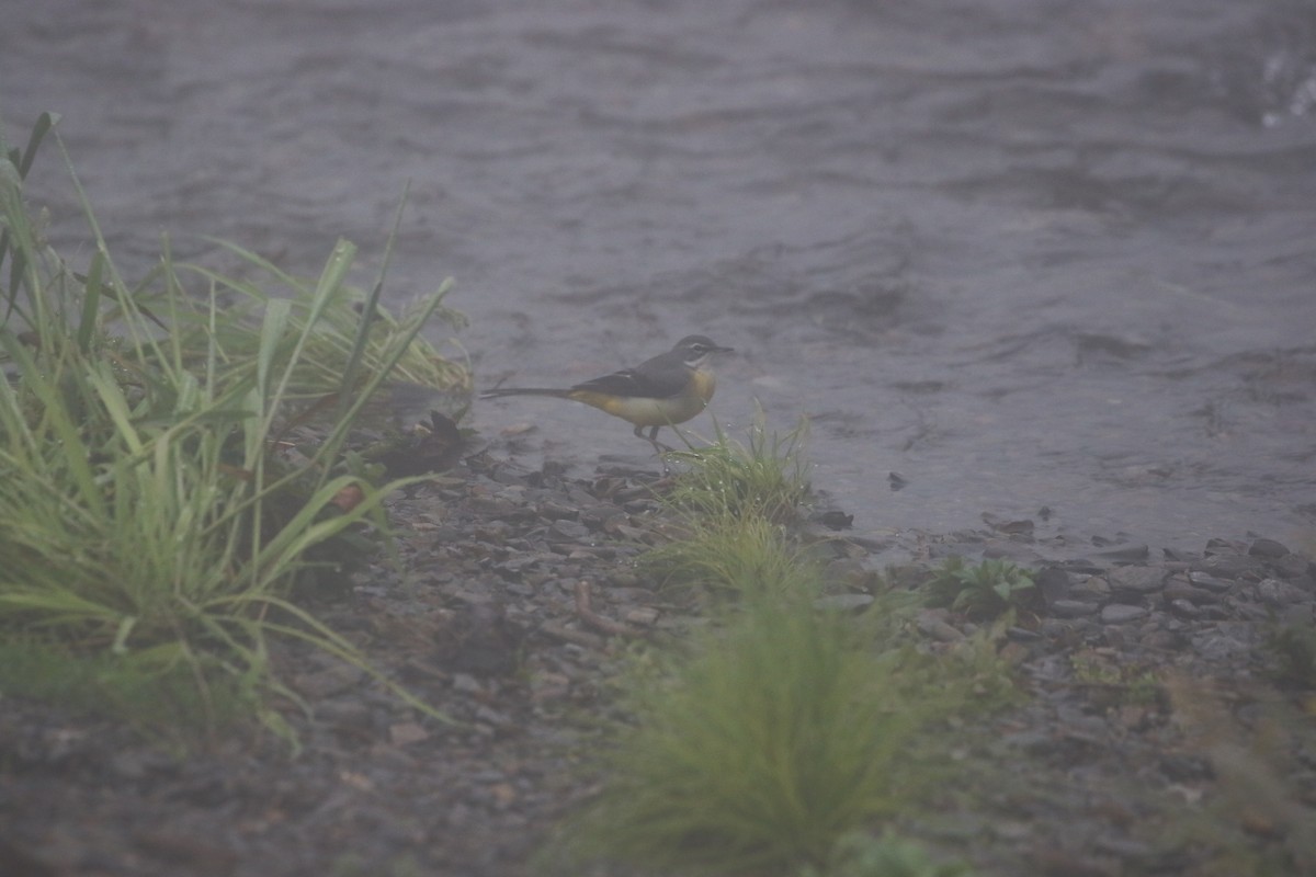 Gray Wagtail - ML645842603