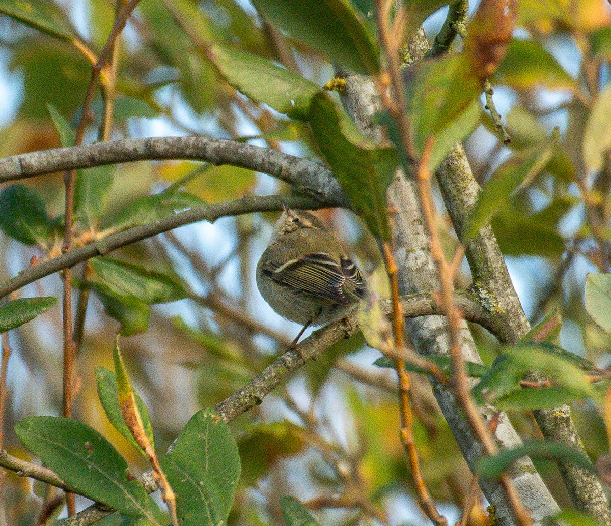 Hume's Warbler - ML645842604