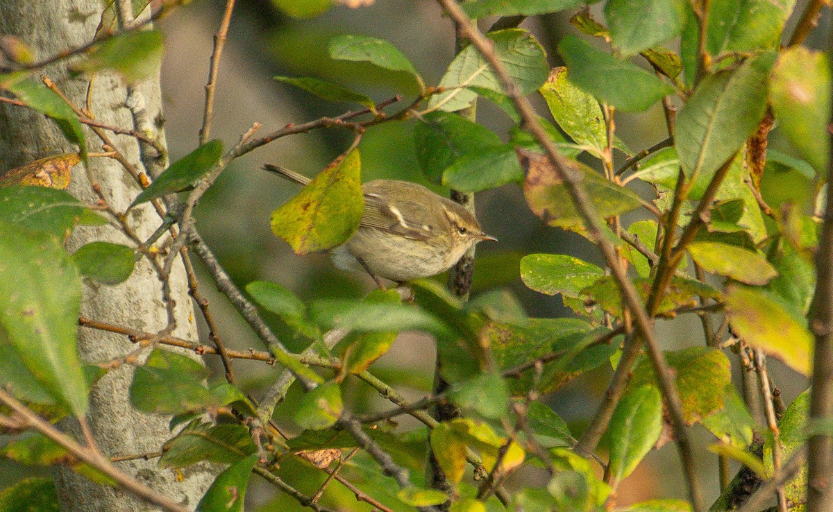 Hume's Warbler - ML645842605