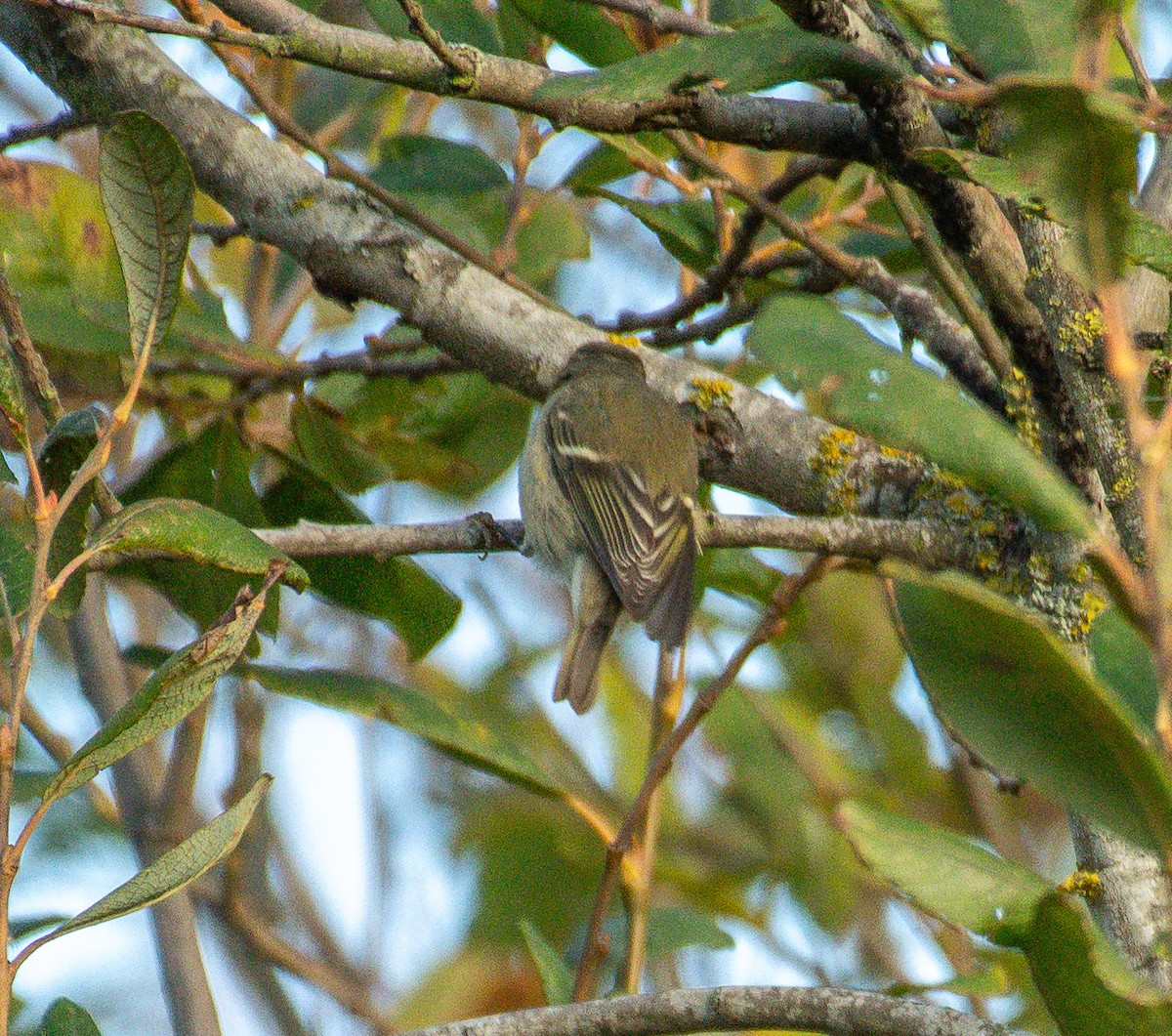 Hume's Warbler - ML645842606