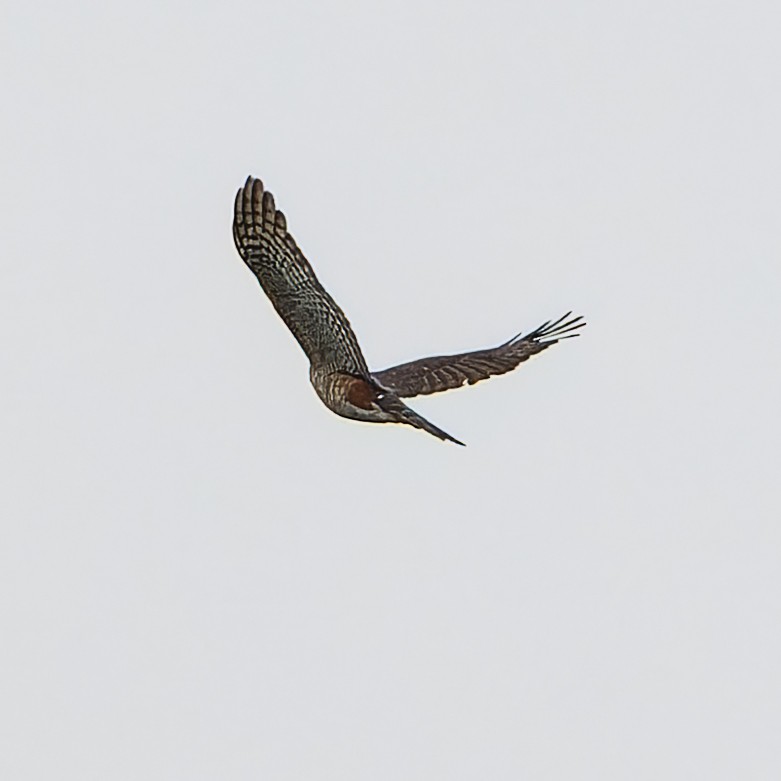 Sharp-shinned Hawk - ML645842608