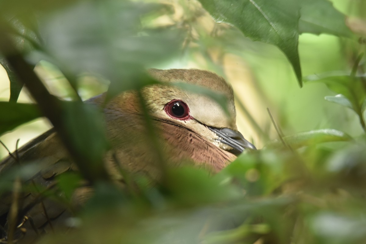 Lemon Dove - ML645842610