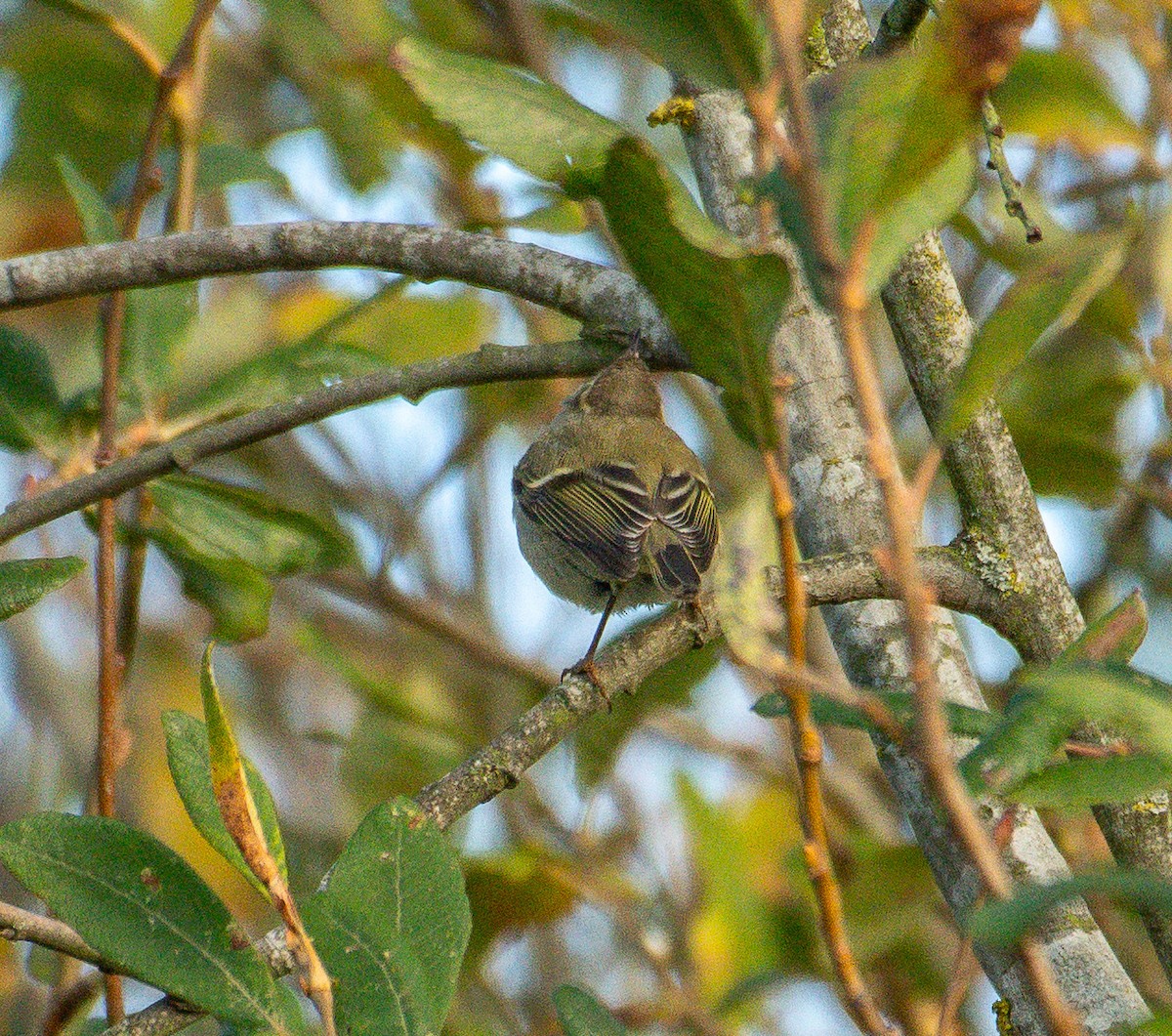 Hume's Warbler - ML645842611