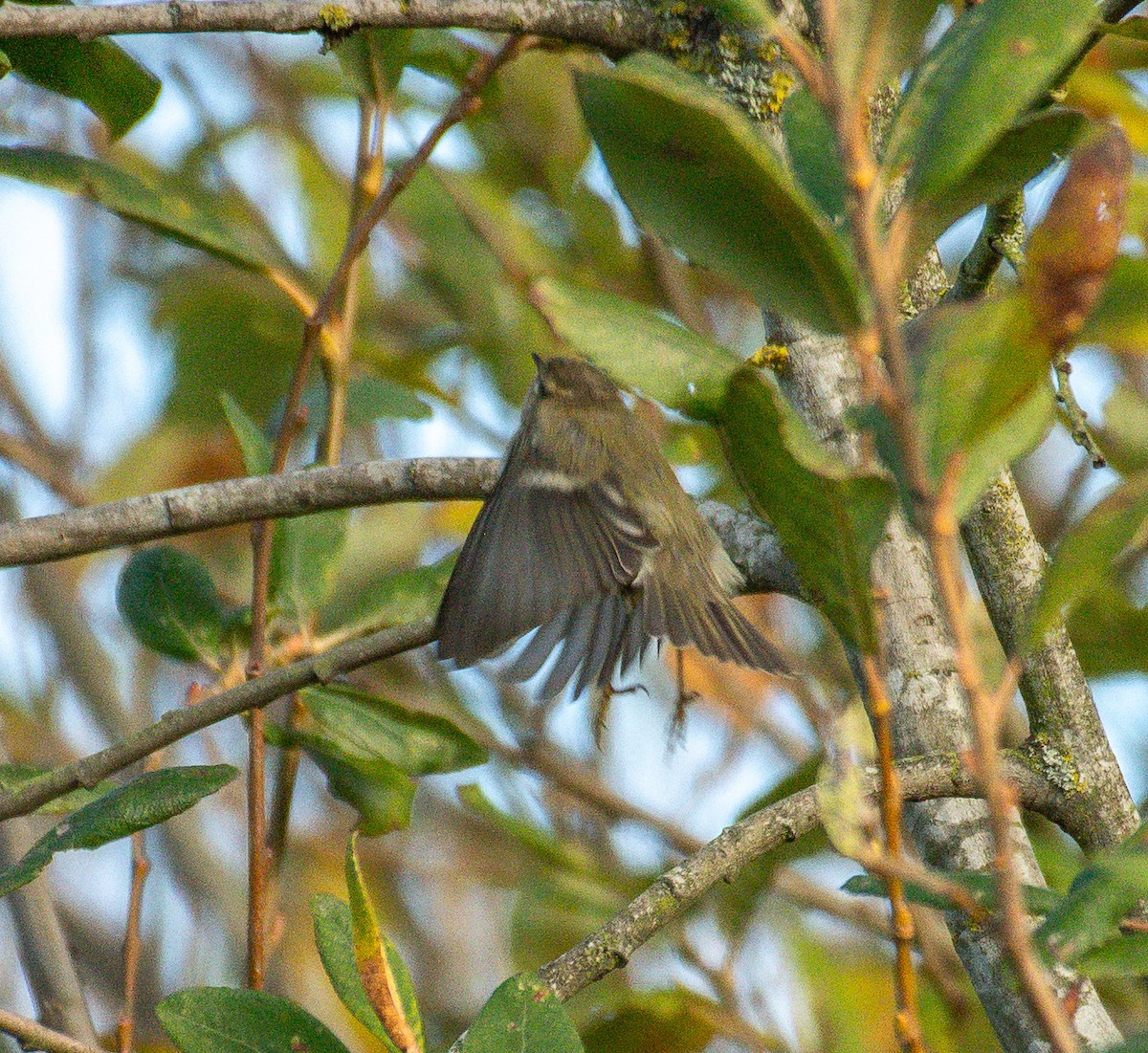 Hume's Warbler - ML645842621