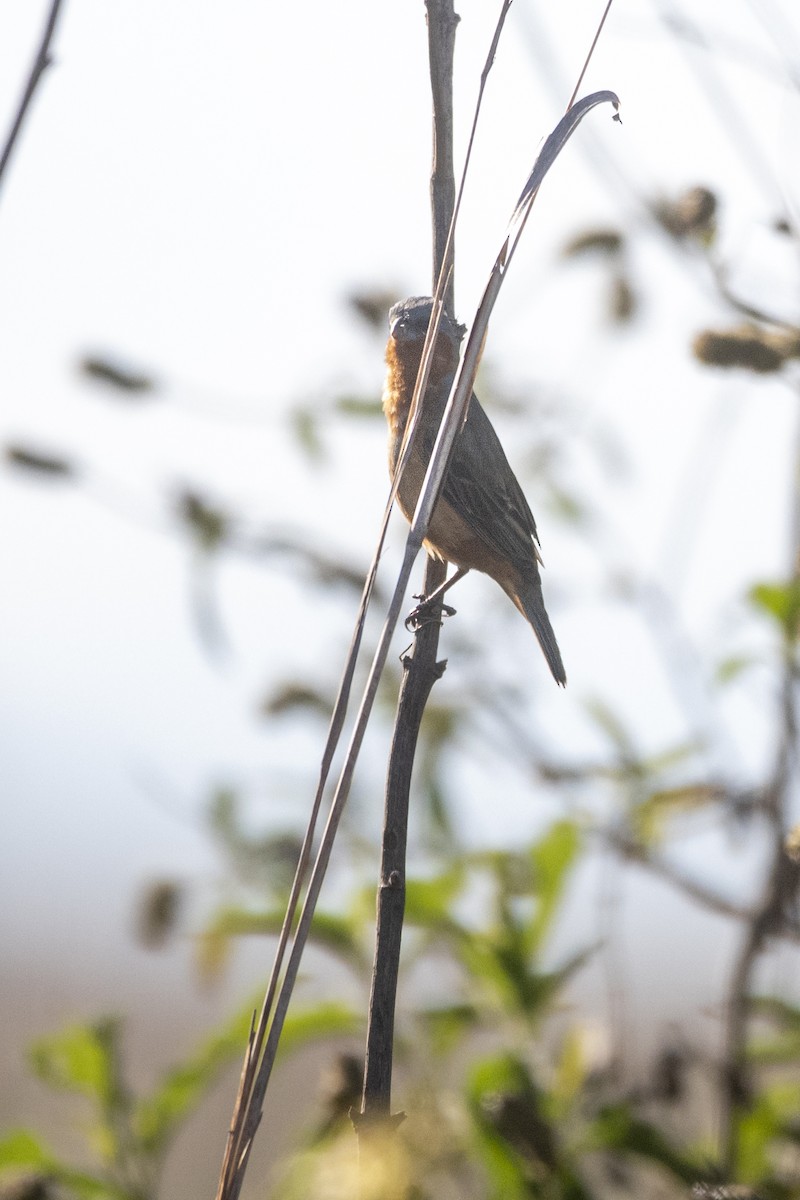 Tawny-bellied Seedeater - ML645842623