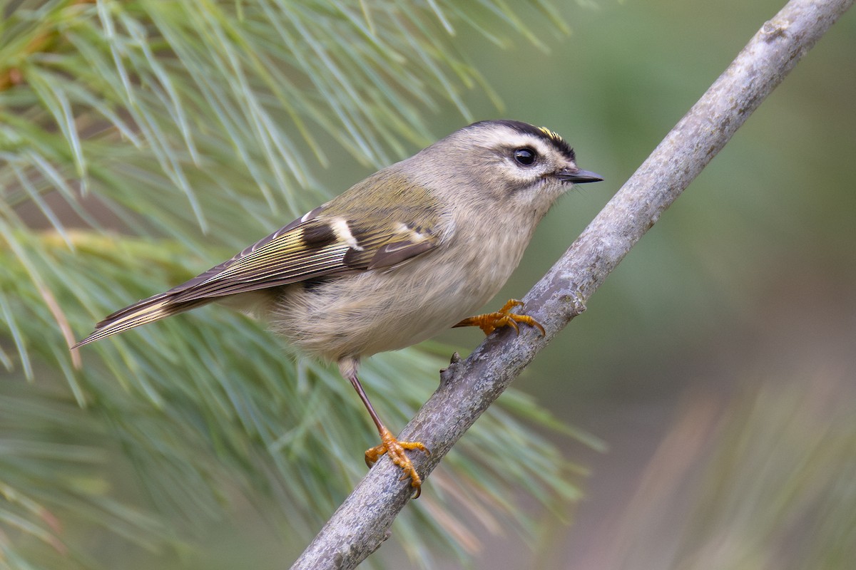 Golden-crowned Kinglet - ML645842625