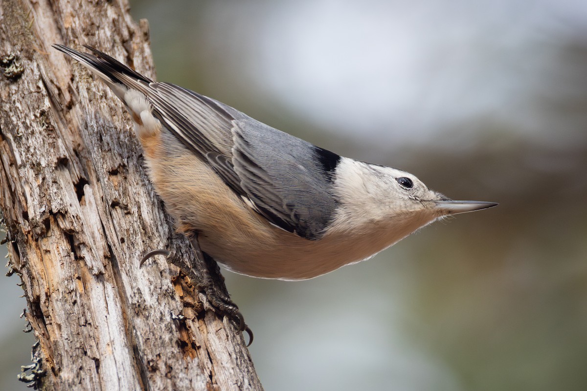 White-breasted Nuthatch - ML645842632