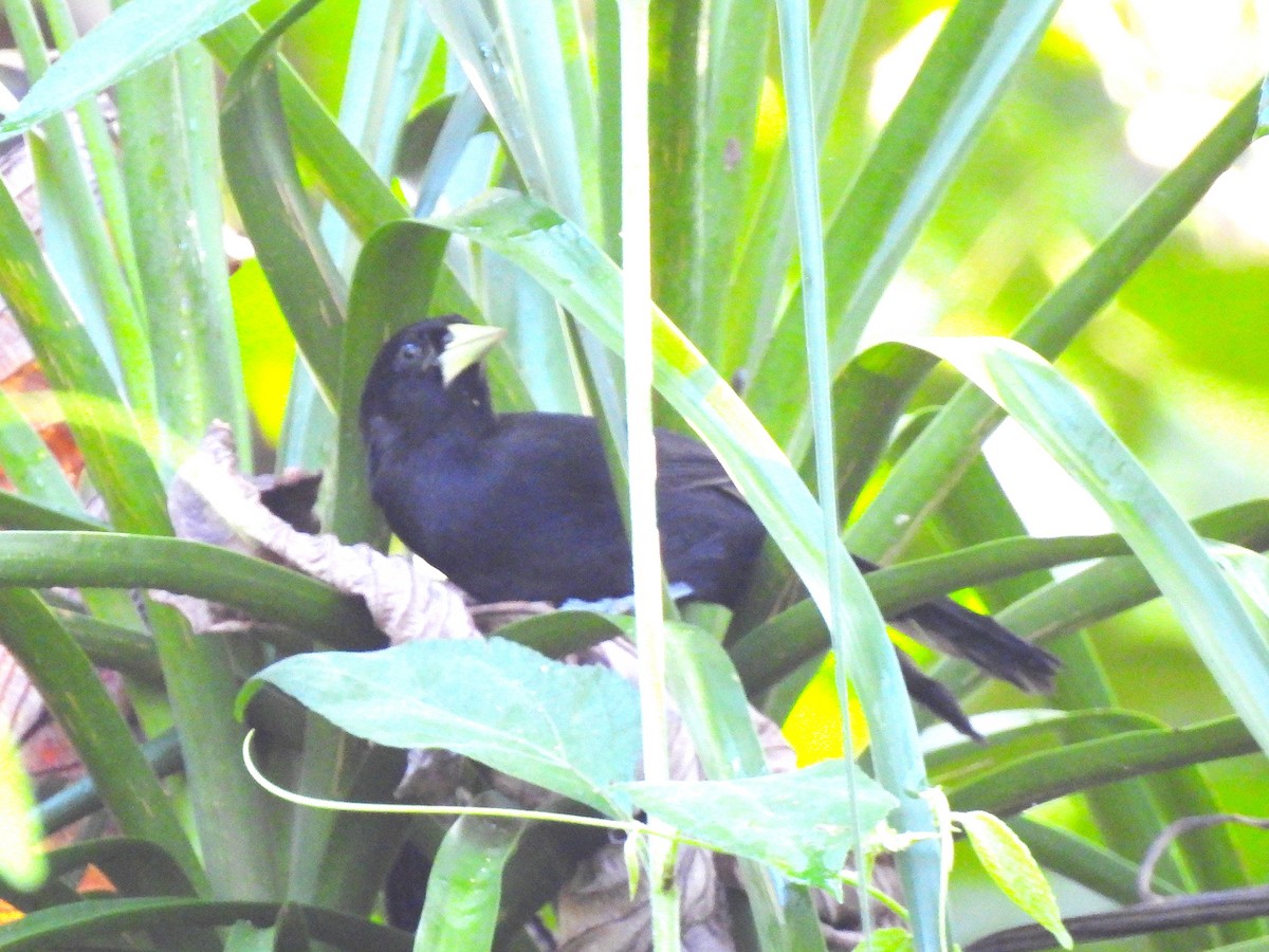 Yellow-billed Cacique - ML645842634
