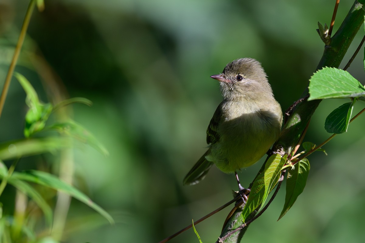 Highland Elaenia - ML645842637