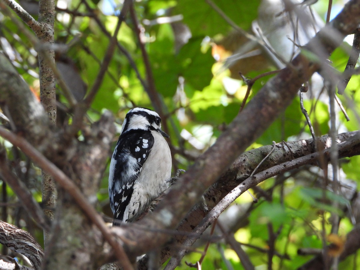 Downy Woodpecker (Eastern) - ML645842640