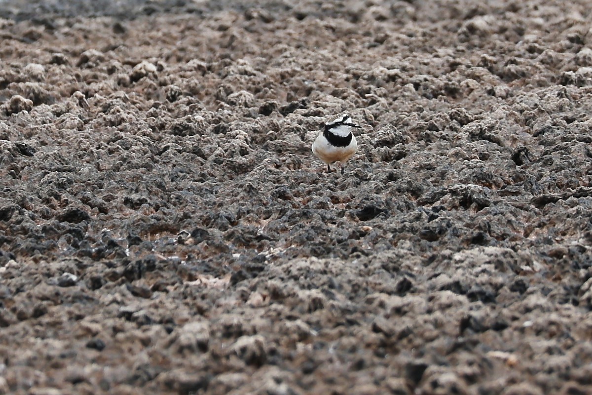 Madagascar Plover - ML645842645
