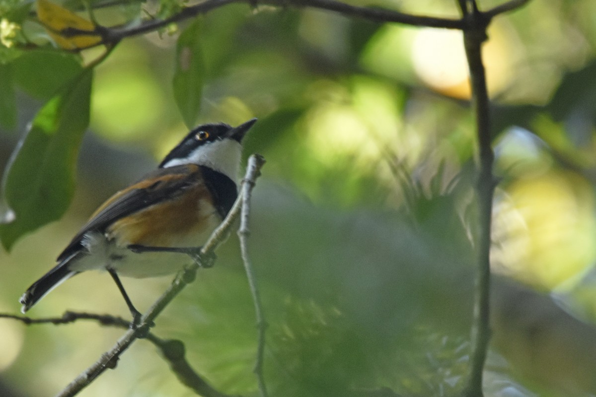 Kapschnäpper (capensis) - ML645842646