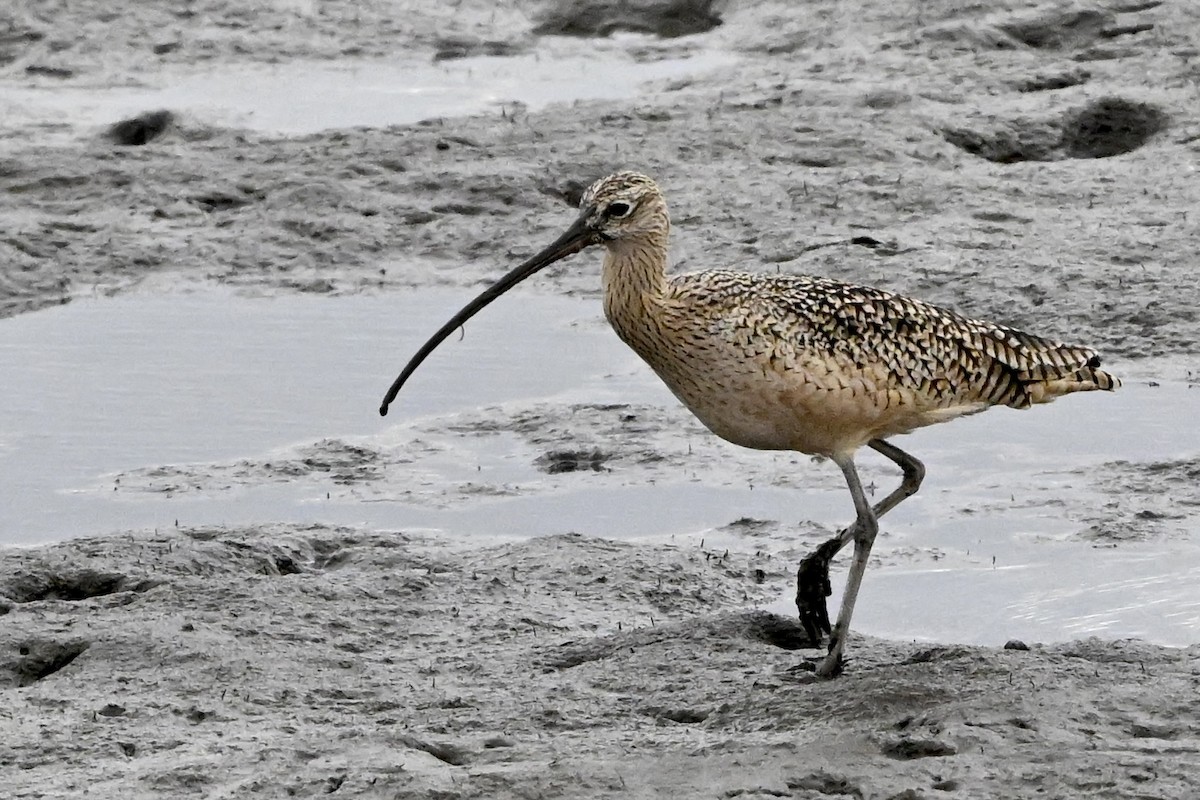 Кульон американський - ML645842647