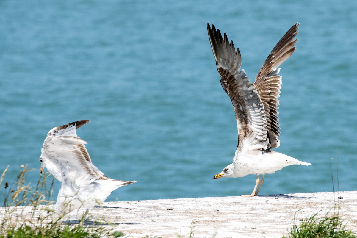 Бэсрэг цахлай - ML645842663