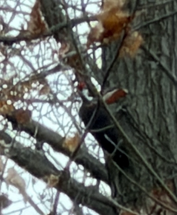 Pileated Woodpecker - ML645842671