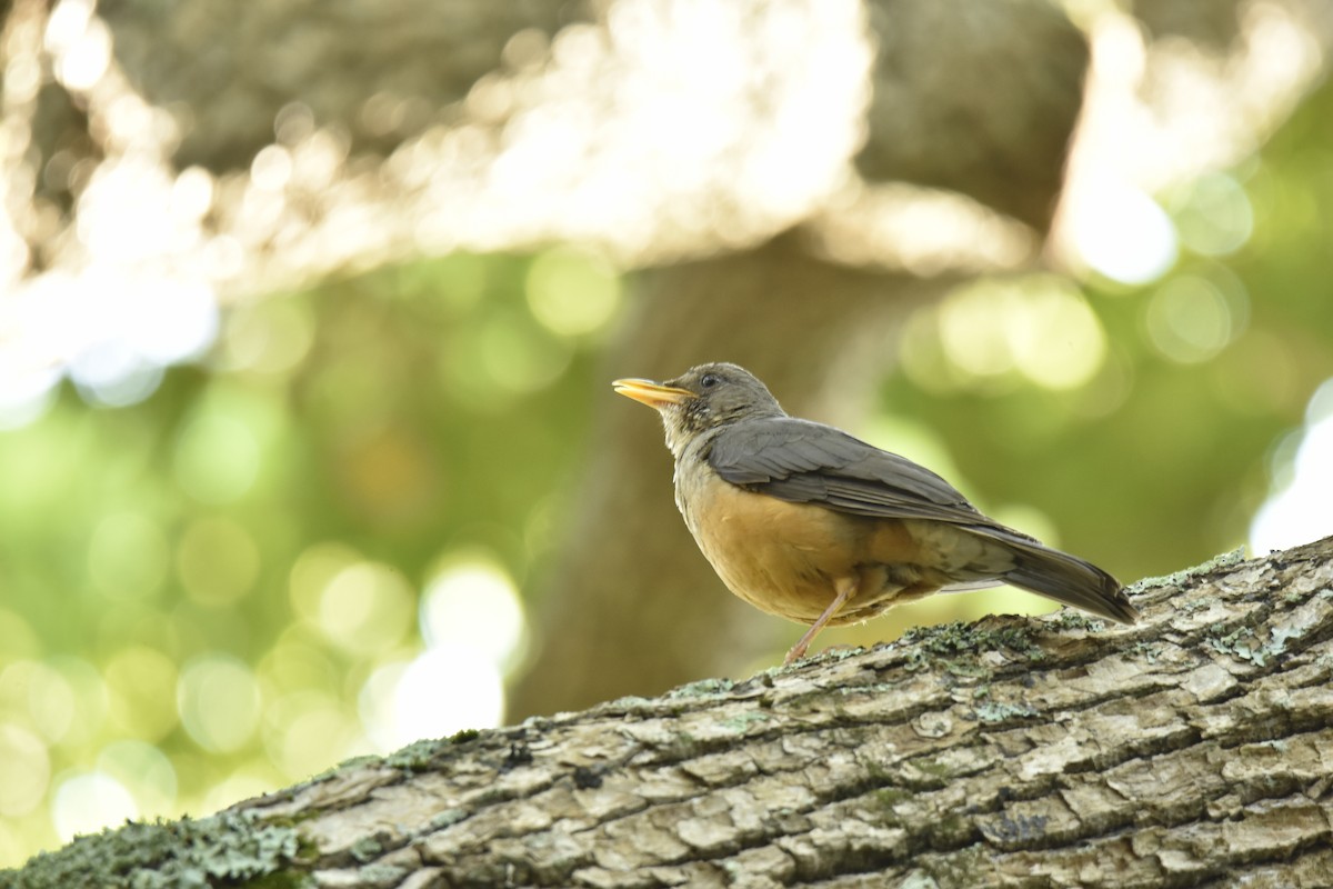 Olive Thrush - ML645842672