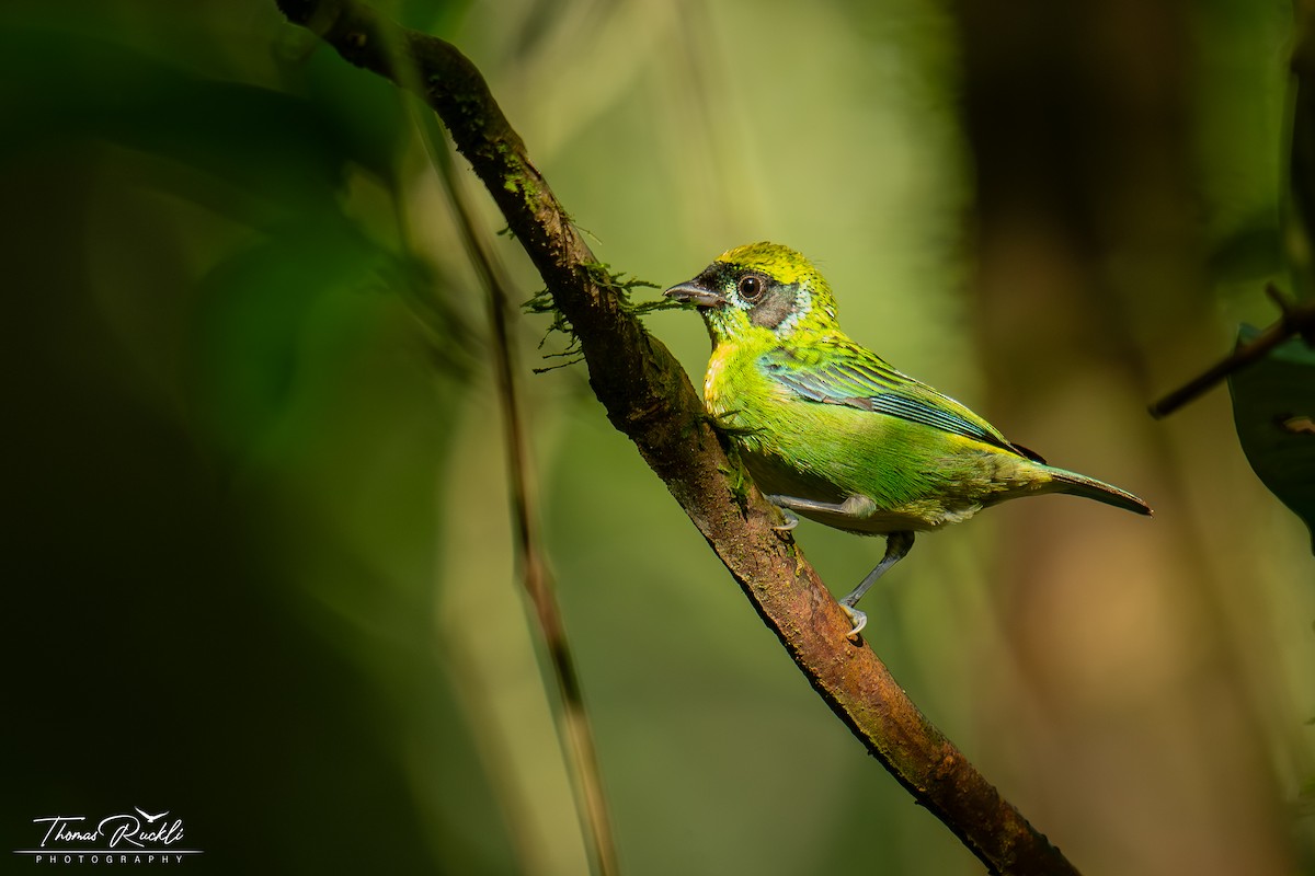 sitrontanagar - ML645842673