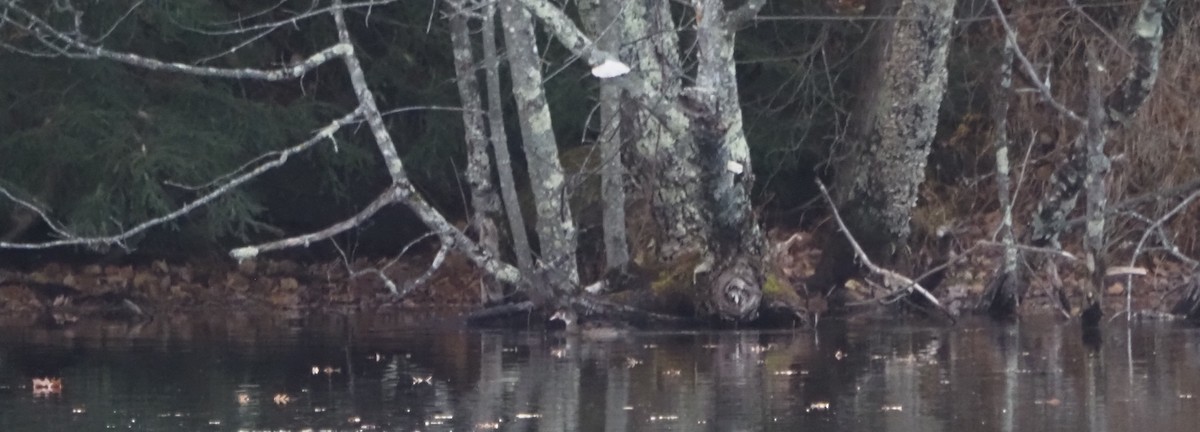 brudeand - ML645842676