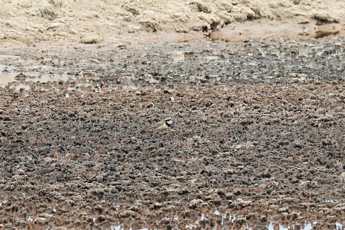 madagaskarlo - ML645842681