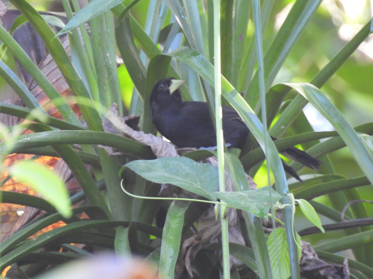 gulnebbkasik - ML645842682