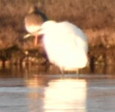 silkehegre - ML645842683