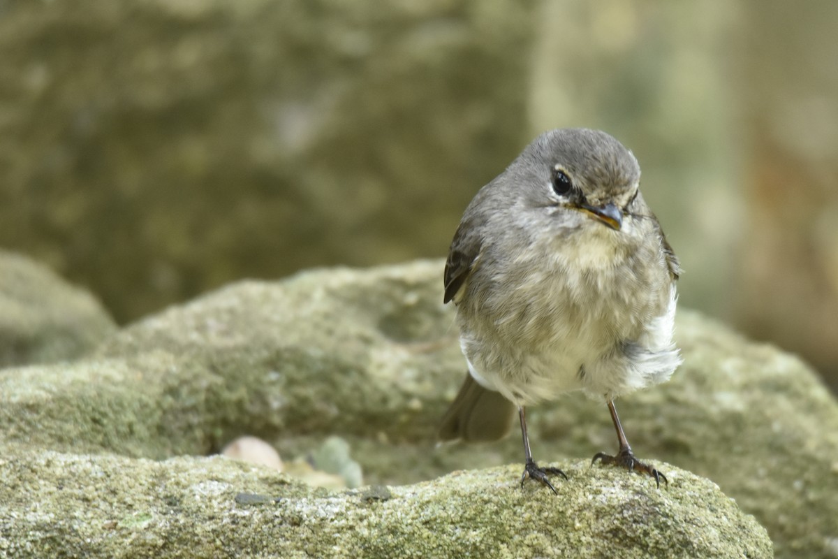 smussfluesnapper - ML645842686