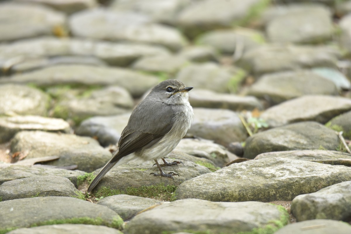 smussfluesnapper - ML645842688