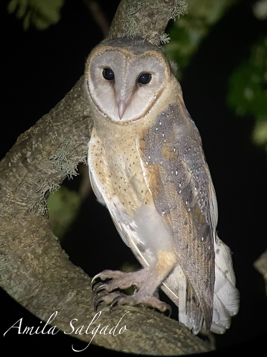 rotteslørugle - ML645842689