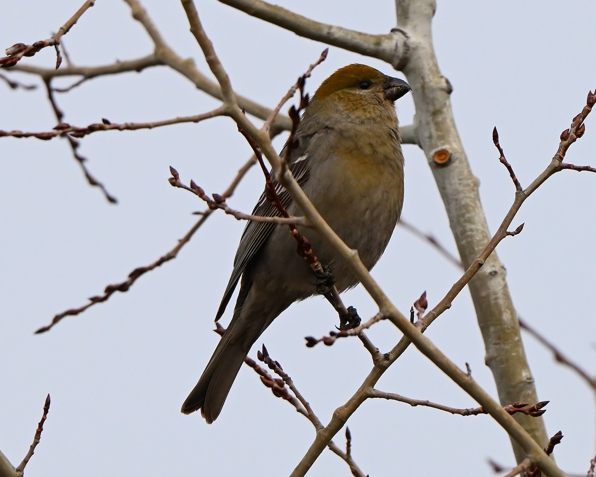 konglebit - ML645842690