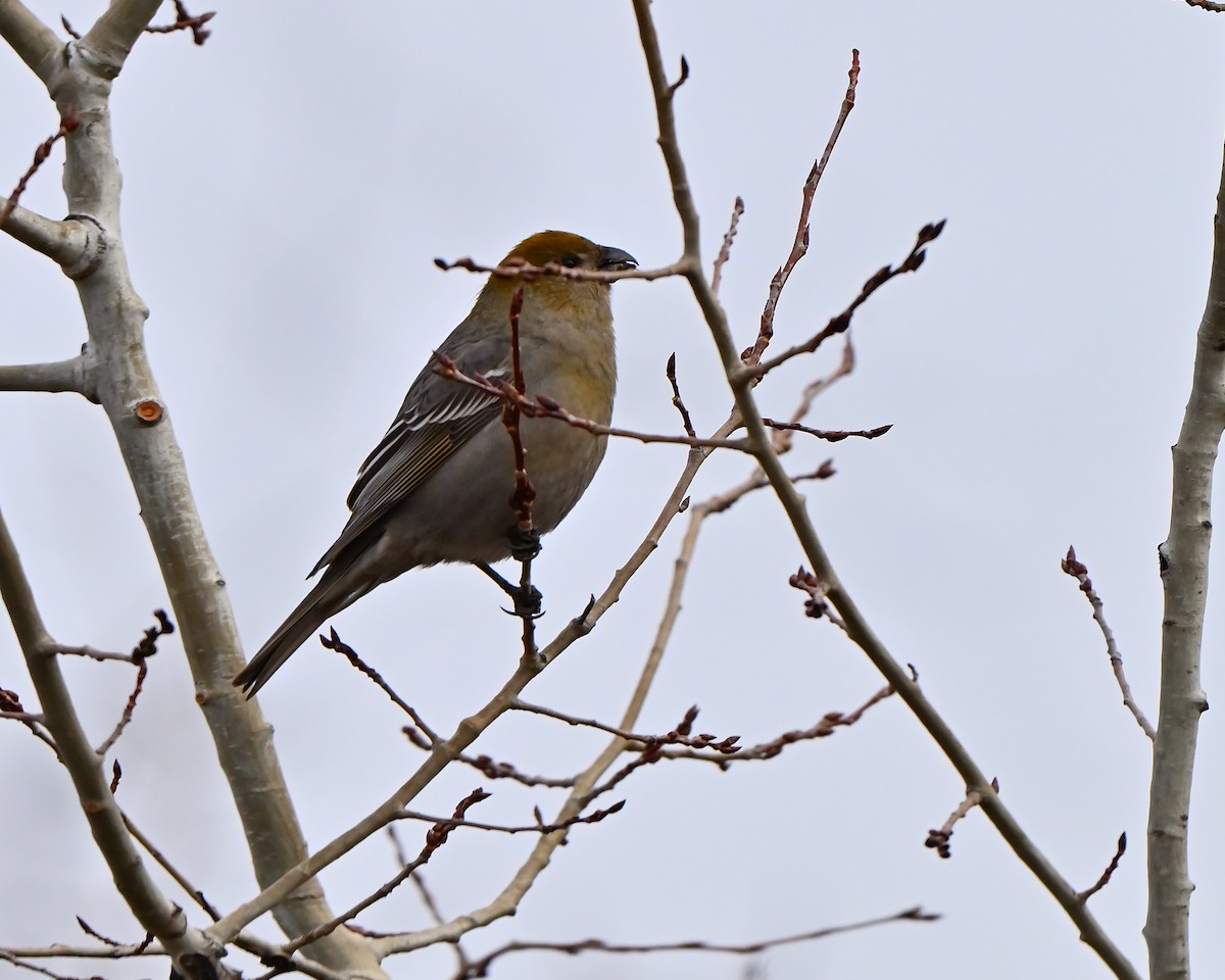 konglebit - ML645842691