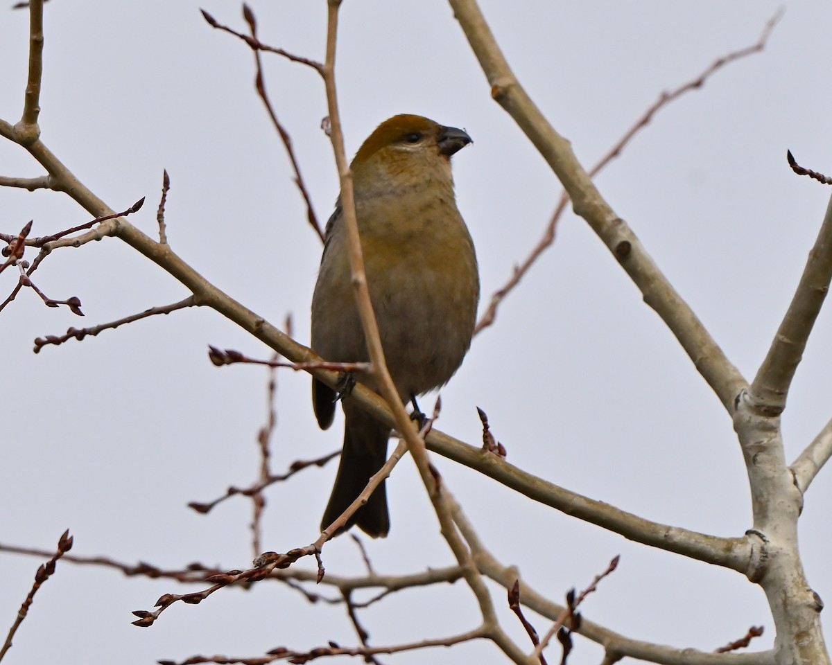 konglebit - ML645842692