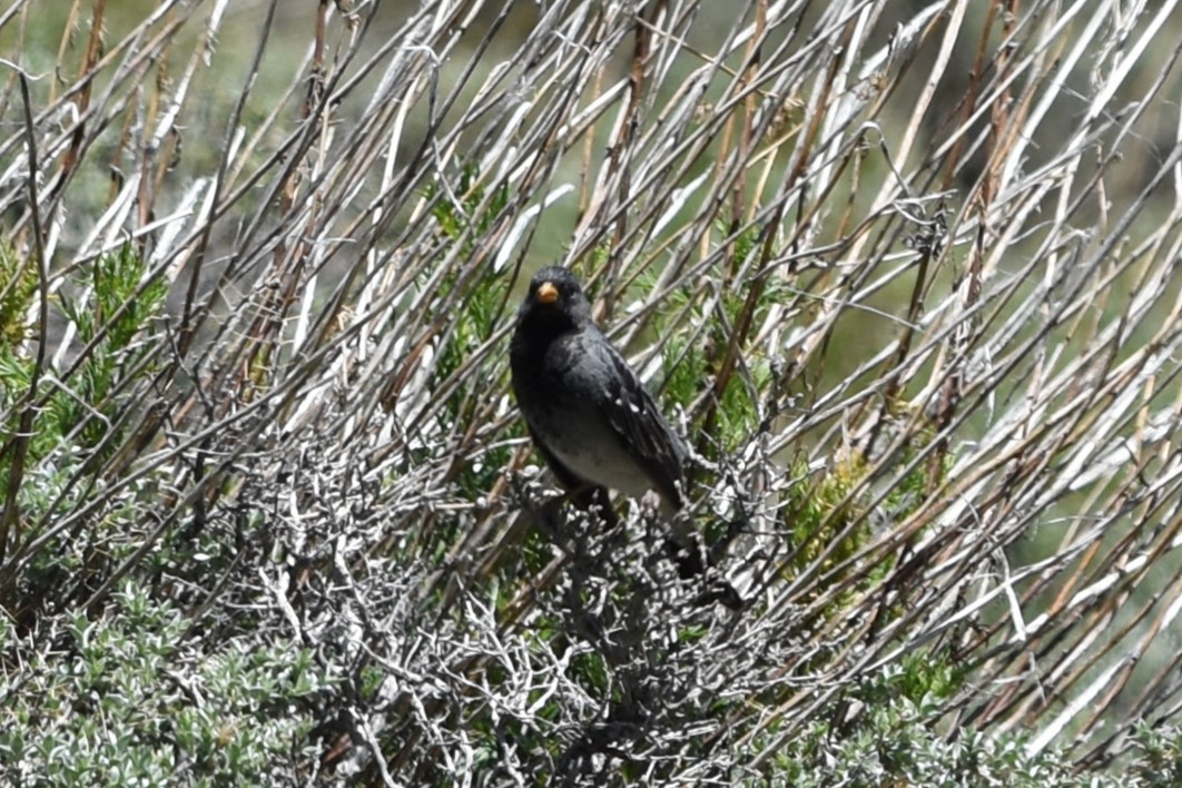 sotandesspurv - ML645842693