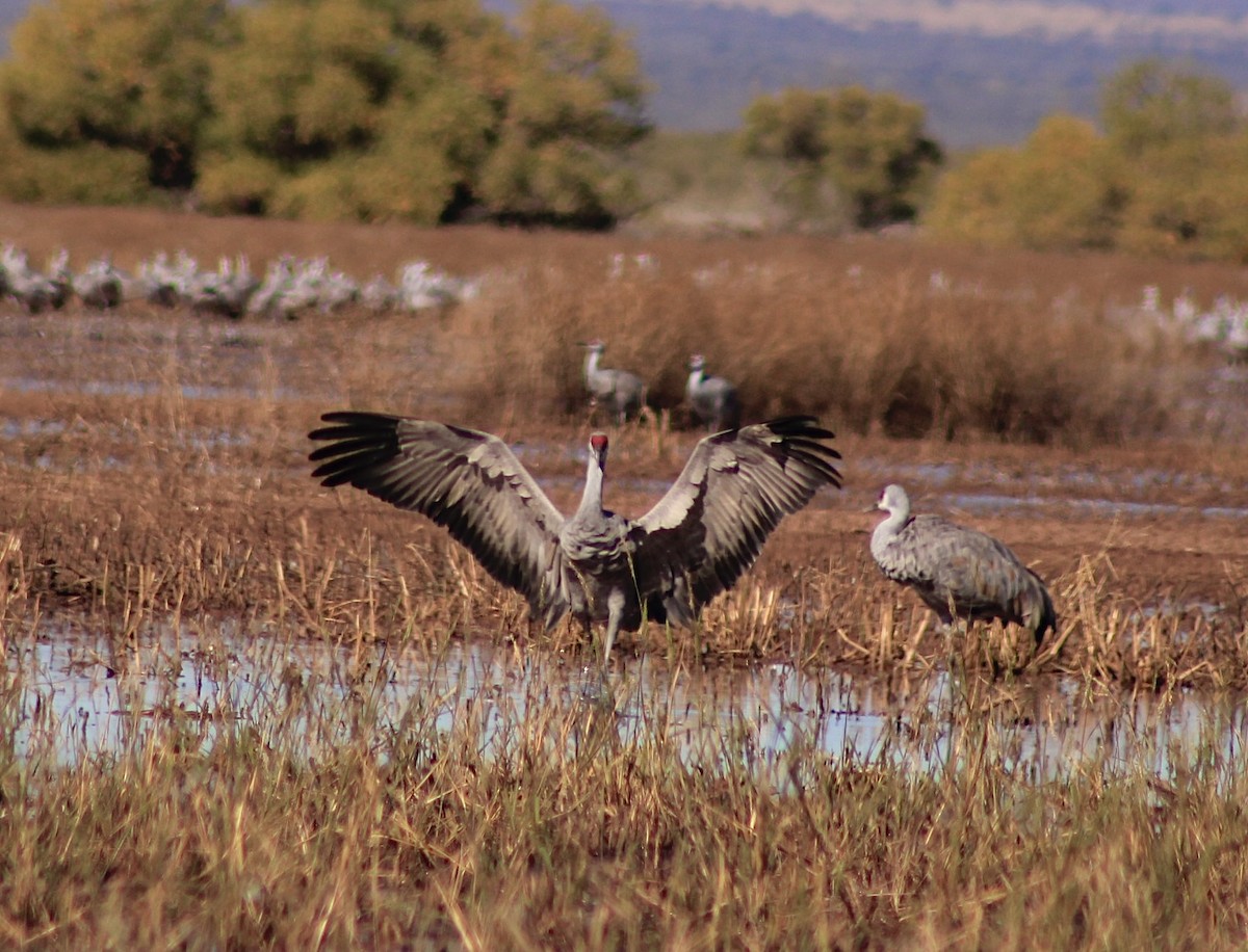 kanadatrane - ML645842694