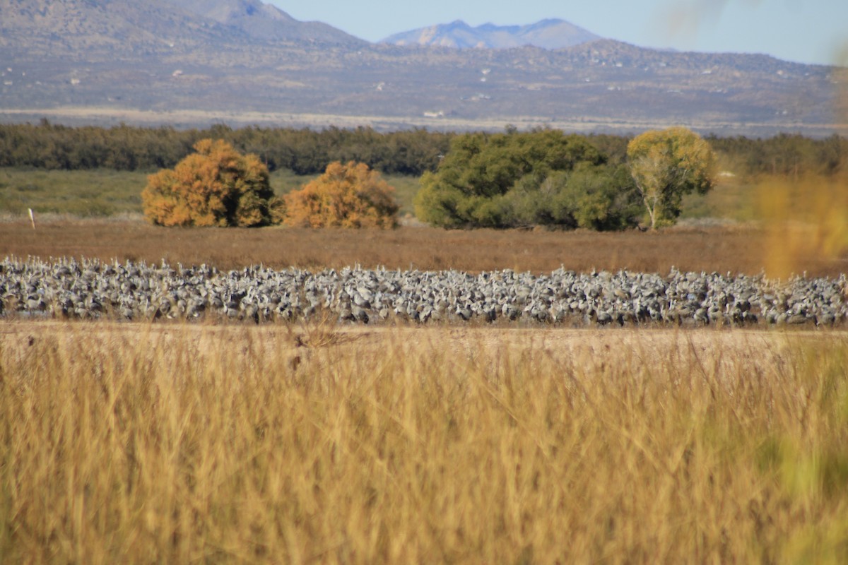 kanadatrane - ML645842695