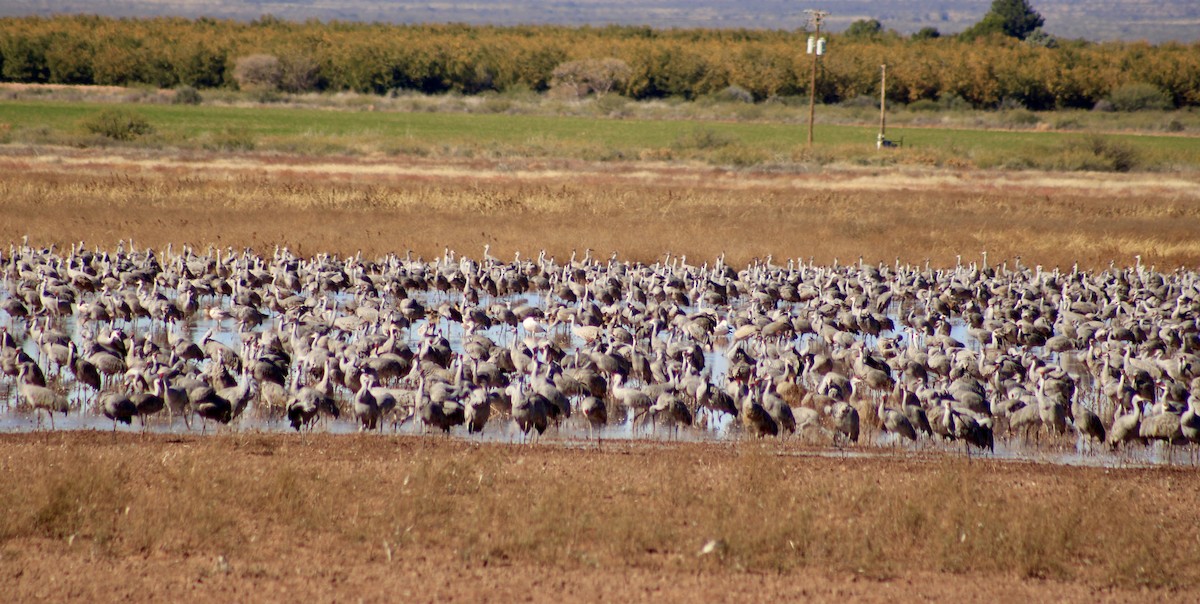 kanadatrane - ML645842696