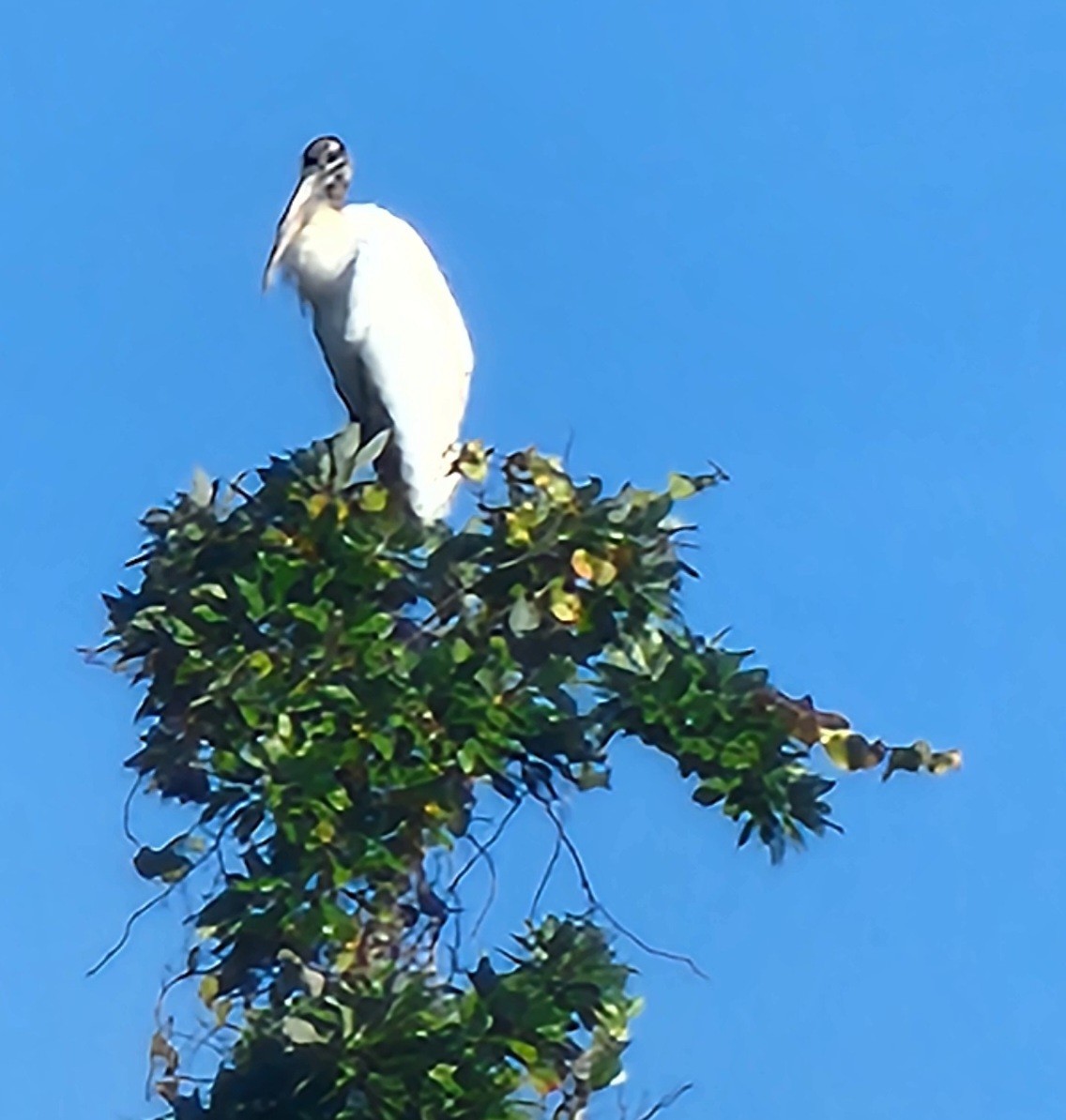 amerikastork - ML645842697