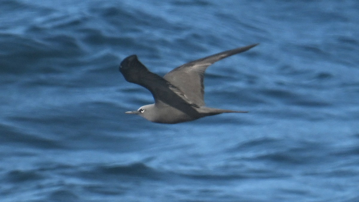 brunnoddy - ML645842698