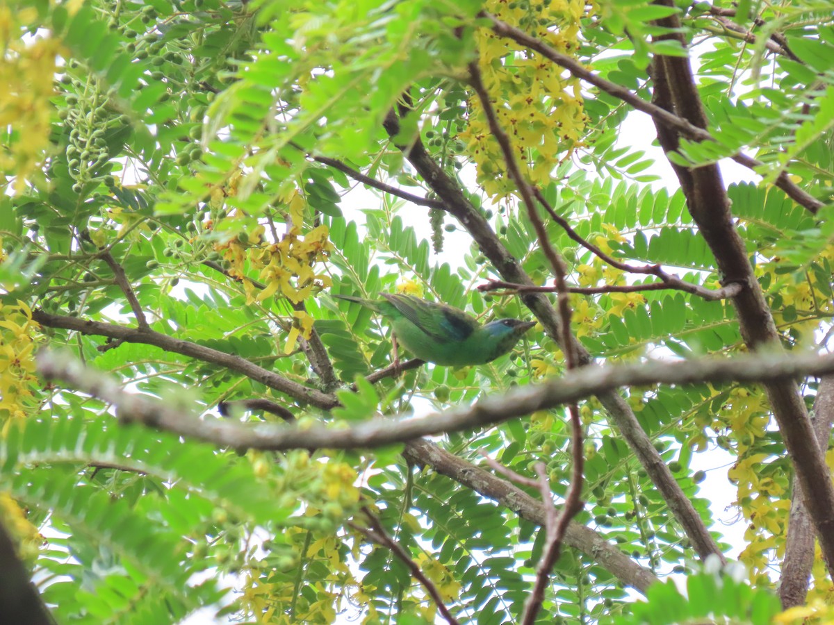 blådaknis - ML645842699