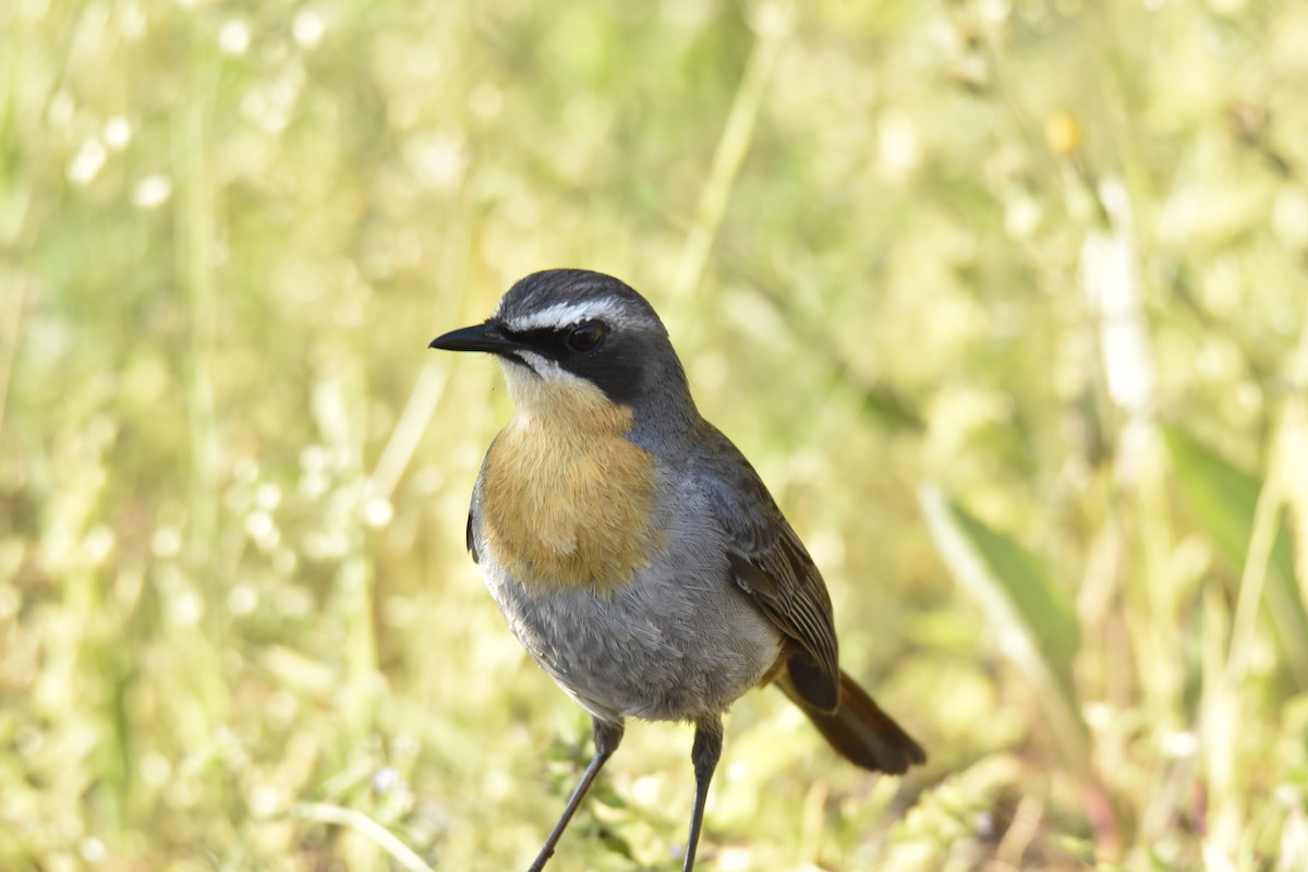 gråflanketrosteskvett - ML645842700