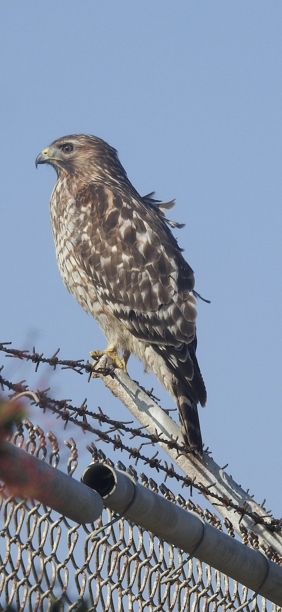 rødvingevåk - ML645842702