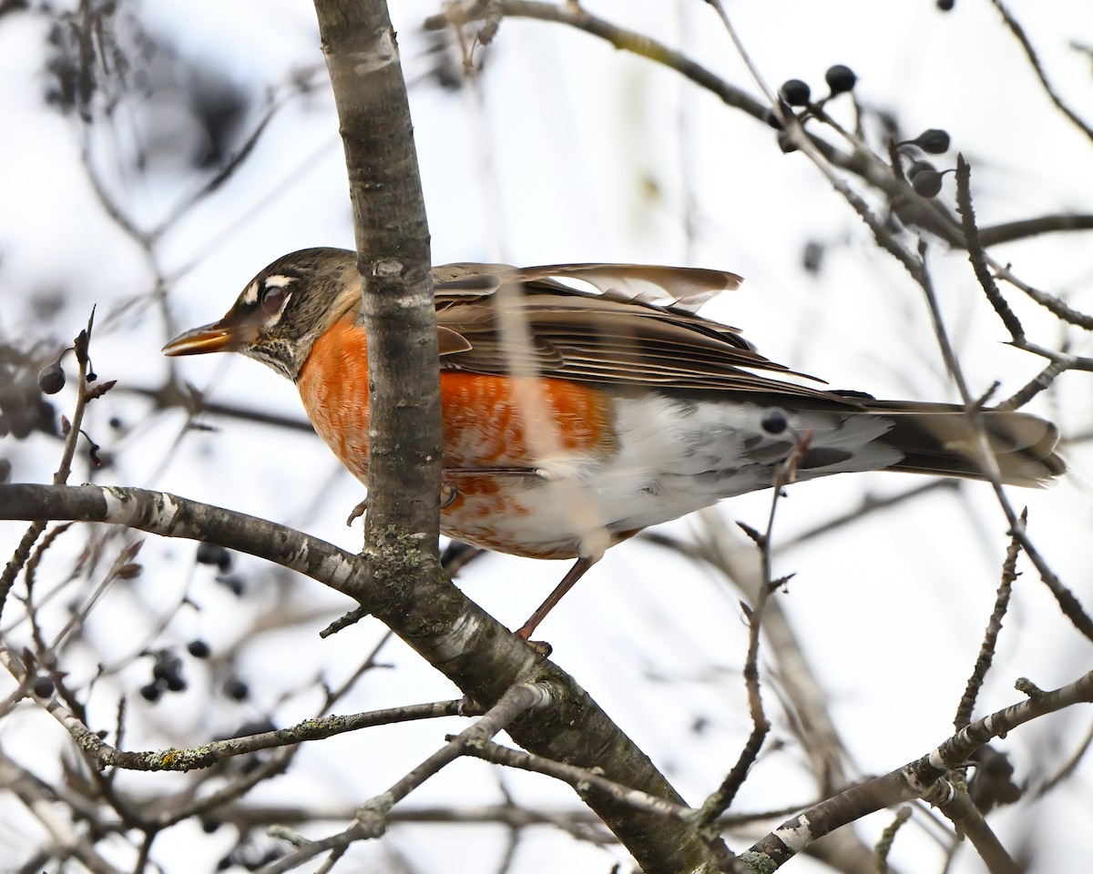 vandretrost - ML645842703