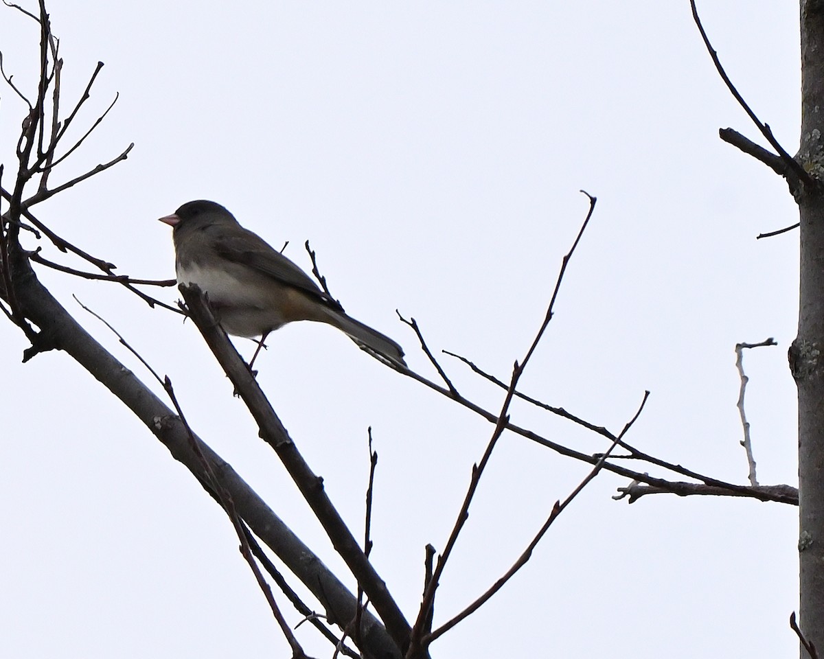 vinterjunko - ML645842704