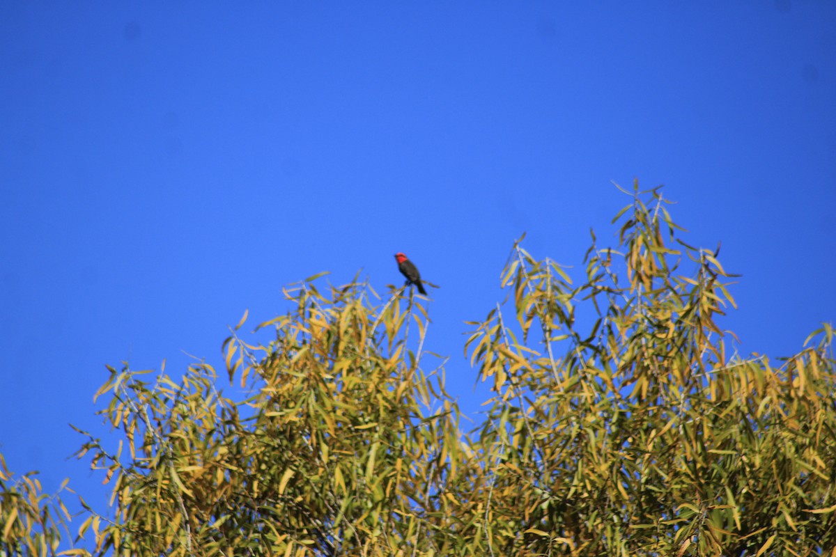 rubintyrann - ML645842705